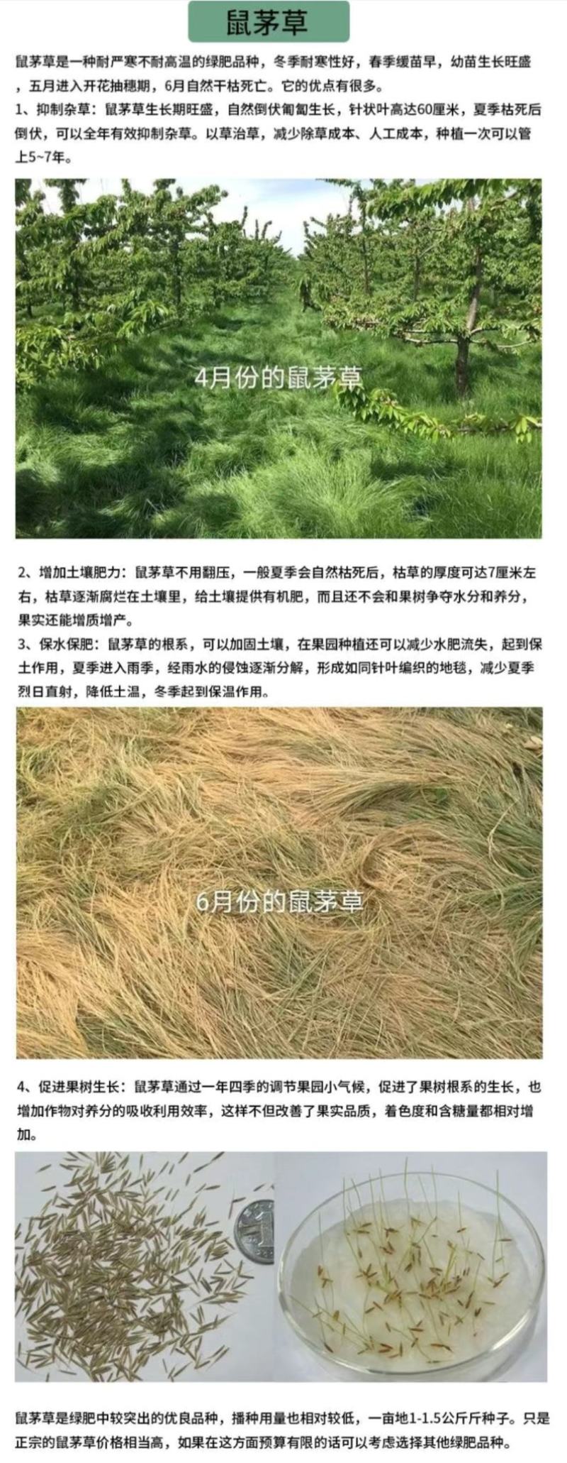 鼠茅草种子果园树林绿肥种子鼠茅草种子正品种子