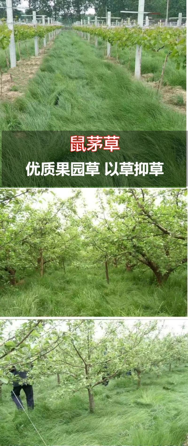 鼠茅草种子果园树林绿肥种子鼠茅草种子正品种子