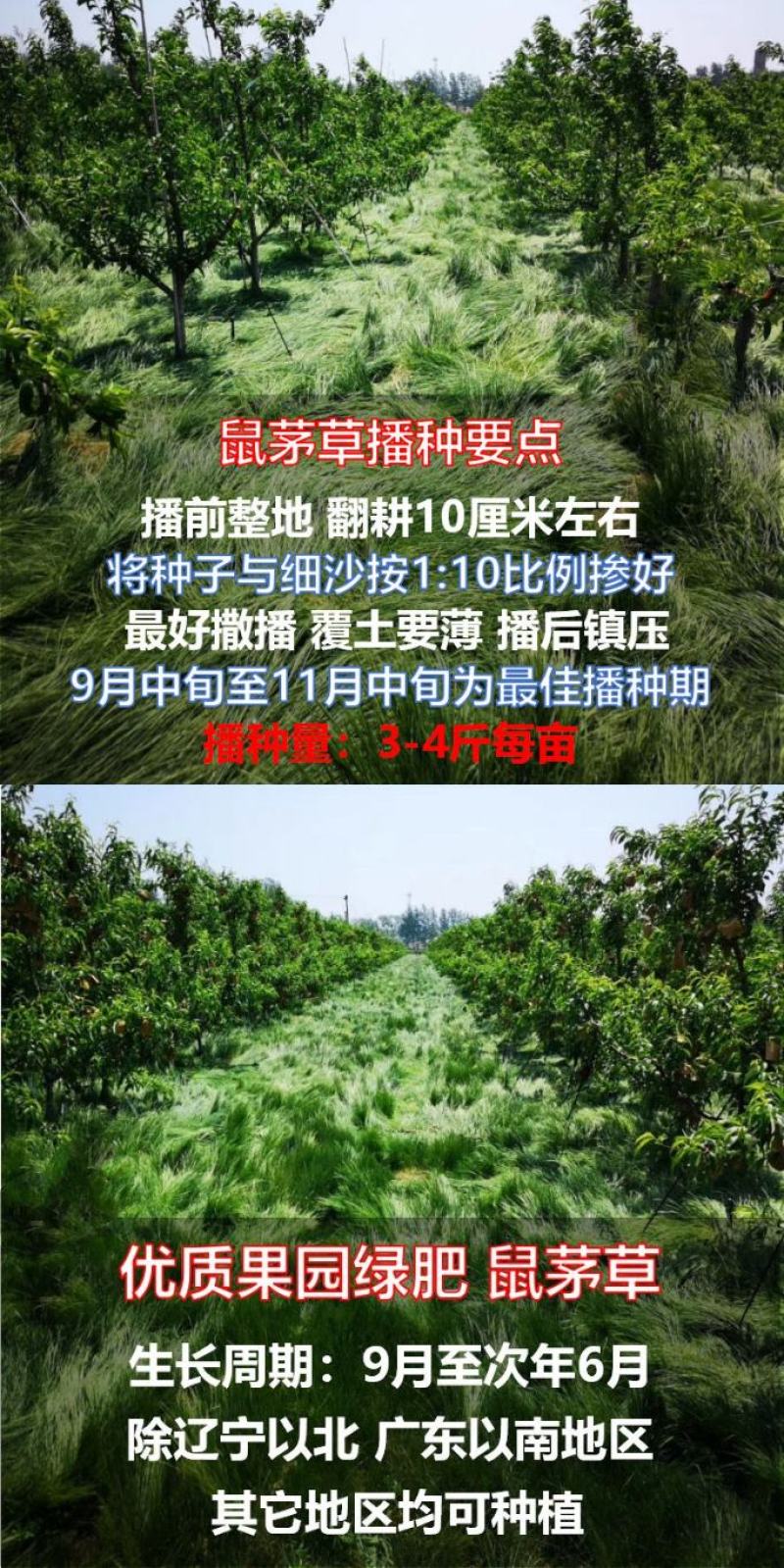 鼠茅草种子果园树林绿肥种子鼠茅草种子正品种子