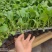 【菜花苗】有机菜花苗58天65天70天75天80天90天