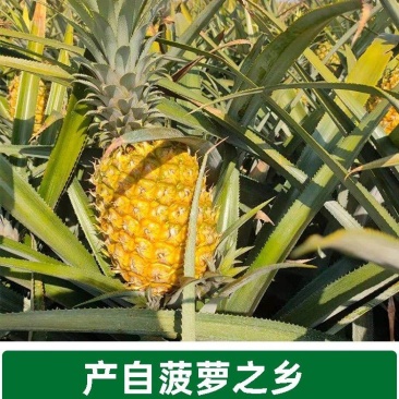 香水菠萝产地一手货源，支持发货，量大从优，欢迎订购