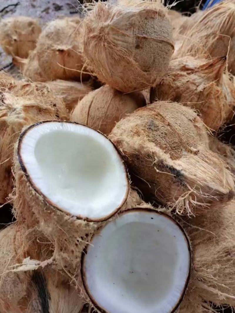 【工厂大量批发】老椰子海南毛椰常年供应欢迎来电
