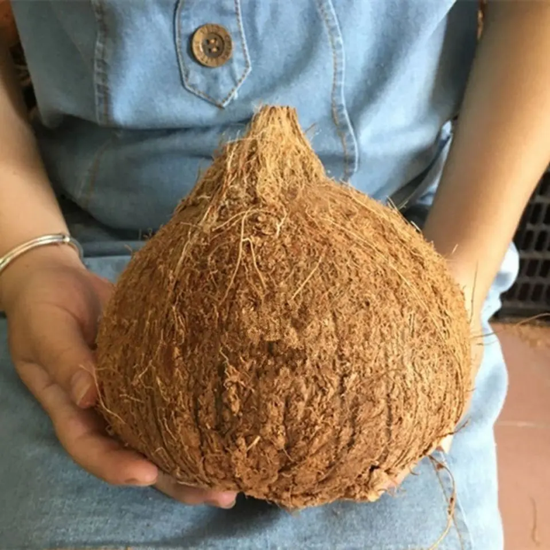 【牛商推荐】毛椰，椰子，产地货源，价格优惠，欢迎来电咨询
