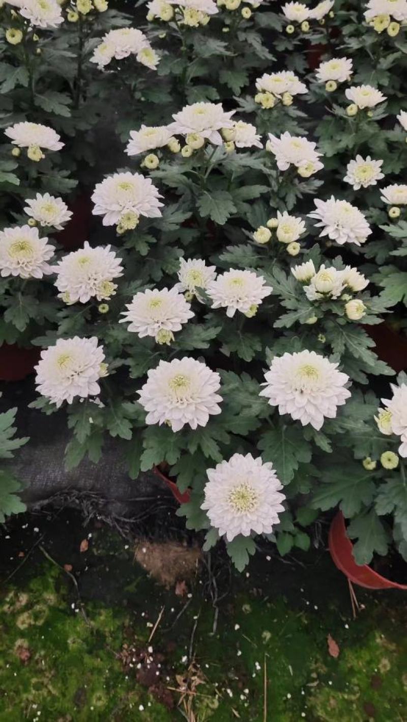 140白菊清明菊花少量8.8元基地直发需要的老板联系实拍