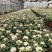 140白菊清明菊花少量8.8元基地直发需要的老板联系实拍