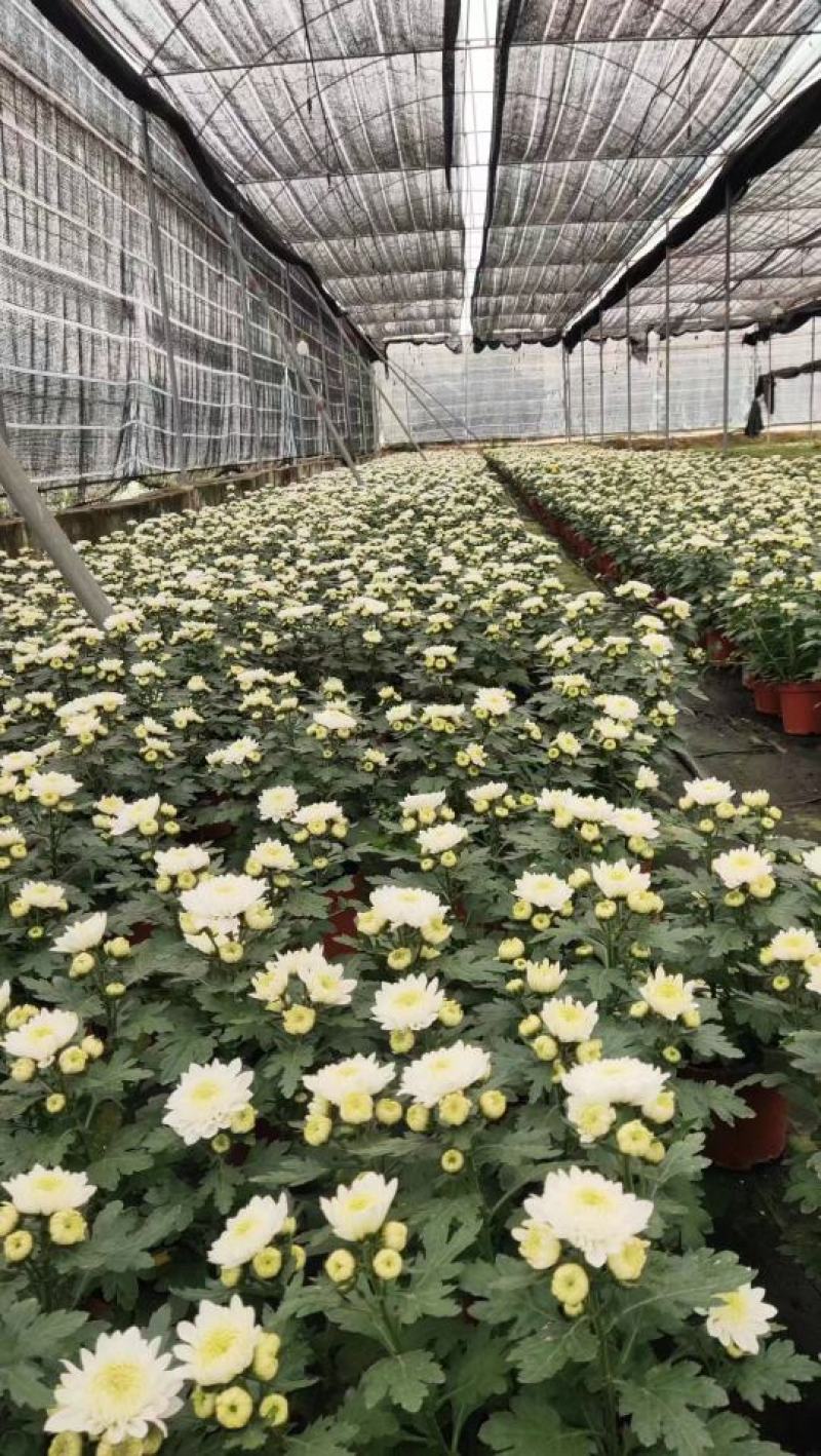 140白菊清明菊花少量8.8元基地直发需要的老板联系实拍