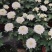 140白菊清明菊花少量8.8元基地直发需要的老板联系实拍