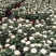140白菊清明菊花少量8.8元基地直发需要的老板联系实拍