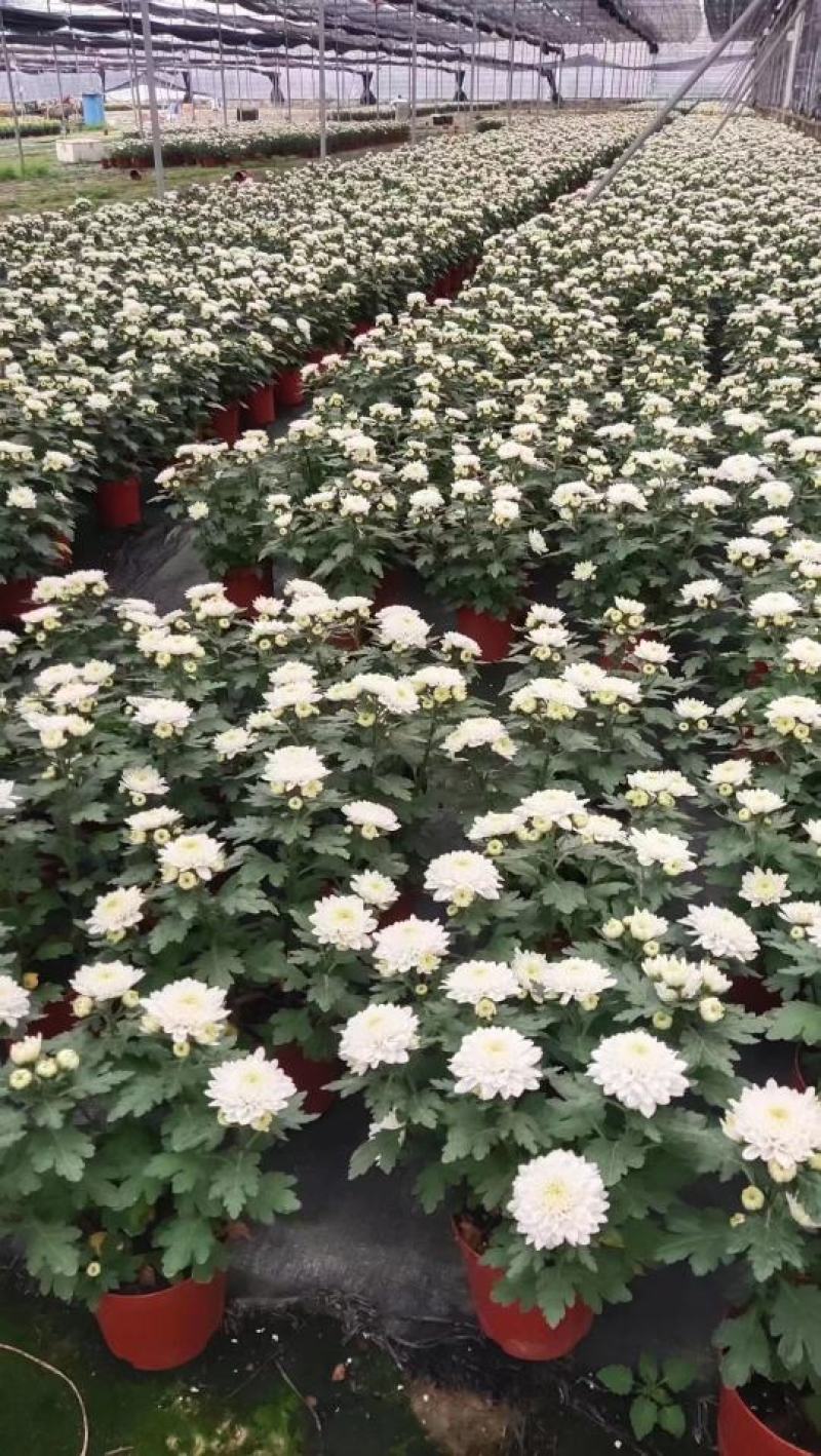 140白菊清明菊花少量8.8元基地直发需要的老板联系实拍