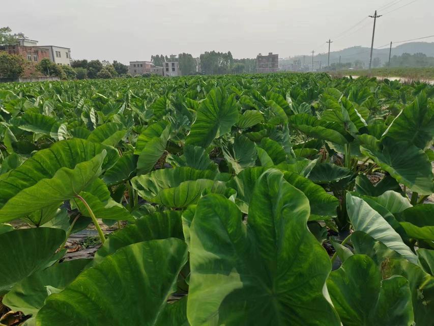 展示彩叶芋叶片色彩丰富、形态优美的植株整体图 彩叶芋植株特写