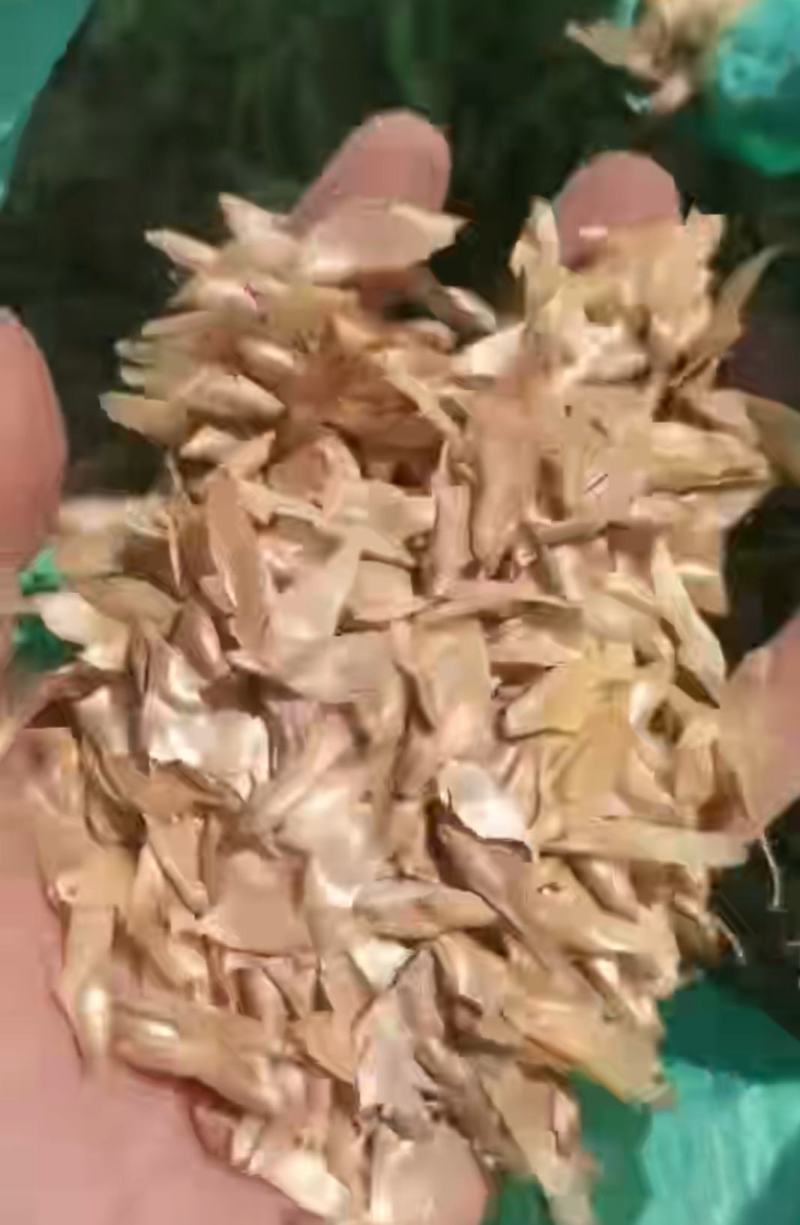 云南油杉种子