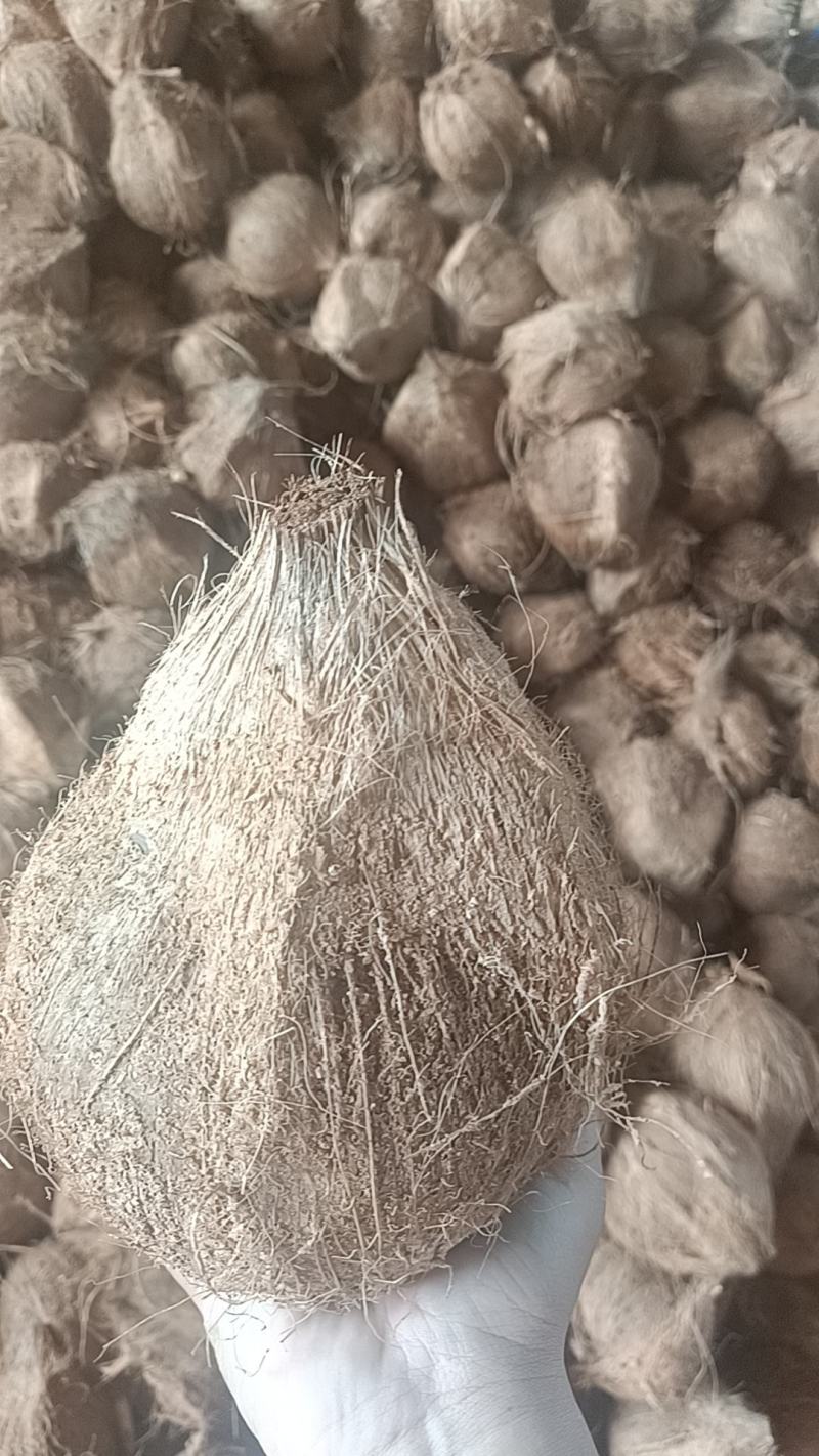 【牛商推荐】毛椰，椰子，产地货源，价格优惠，欢迎来电咨询