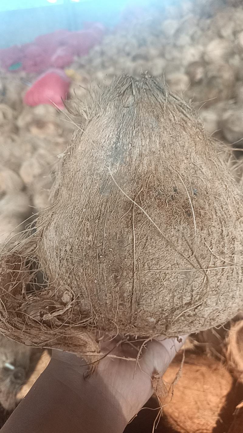 【牛商推荐】毛椰，椰子，产地货源，价格优惠，欢迎来电咨询
