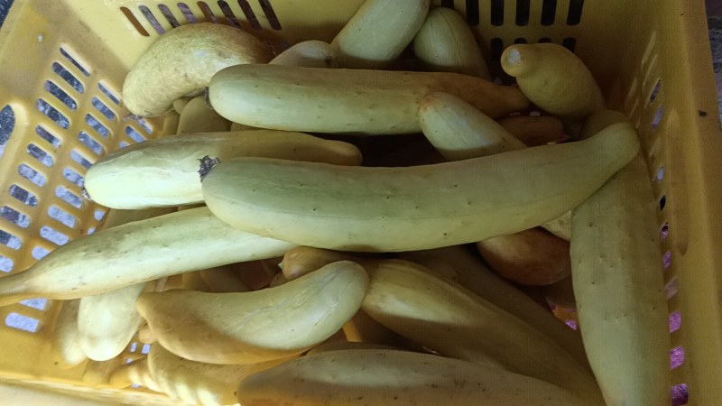 小米椒