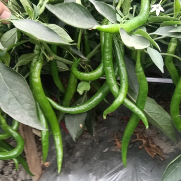 小米椒
