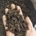 香附片醋香附纯干新货现货批发零售各种中药材