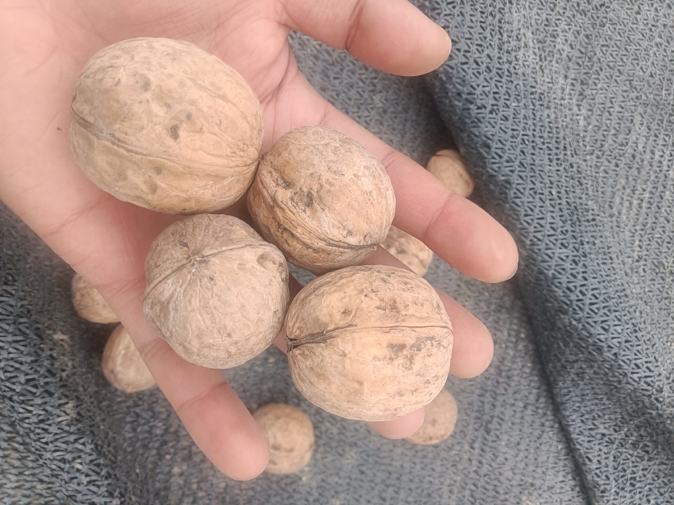 沃柑剥皮与去核操作示意图