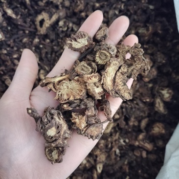 羌活，统货，一手货源，保质保量，批发各种中药材，欢迎订购