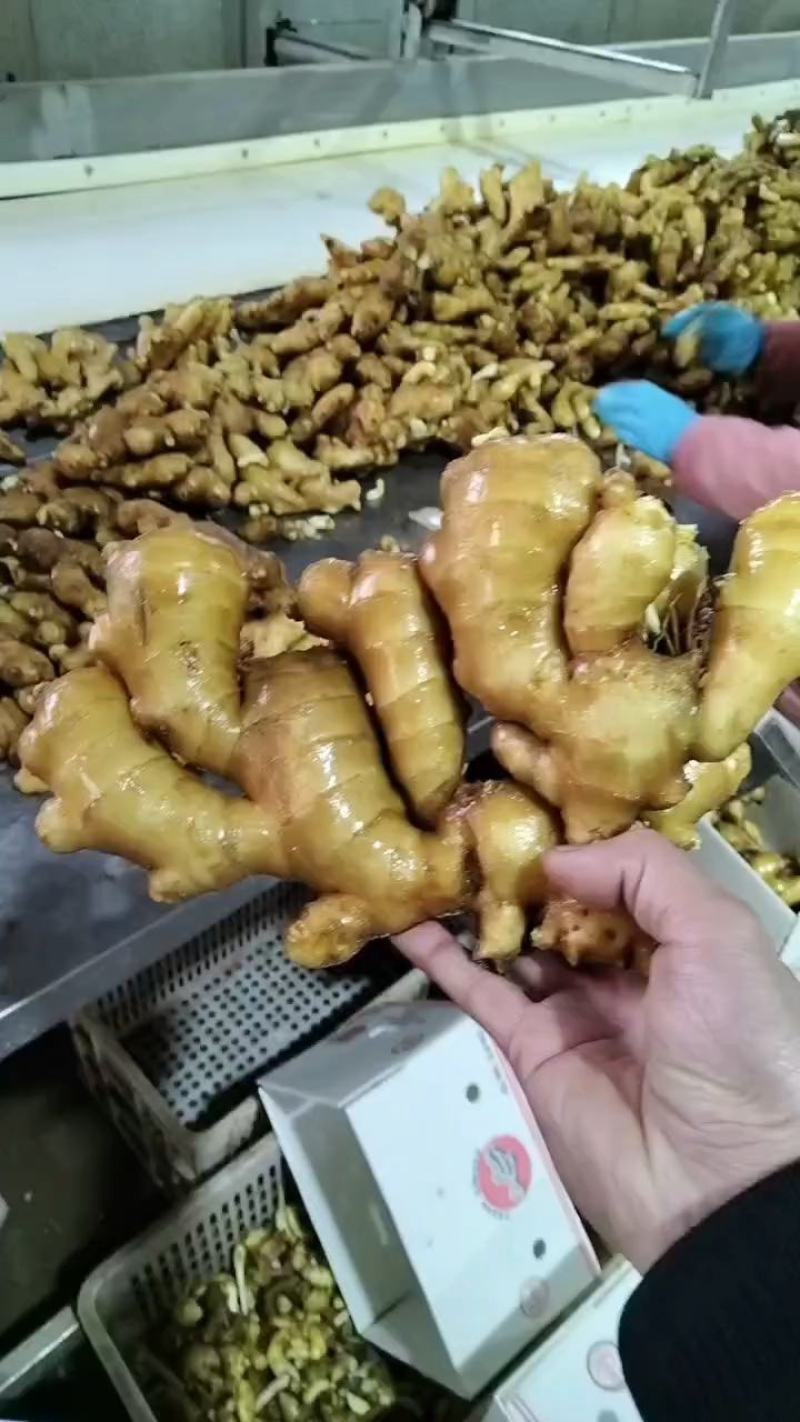 山东生姜价格大黄姜价格