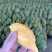 泰国猫山托曼尼榴莲果肉金黄色且甜A级果发货