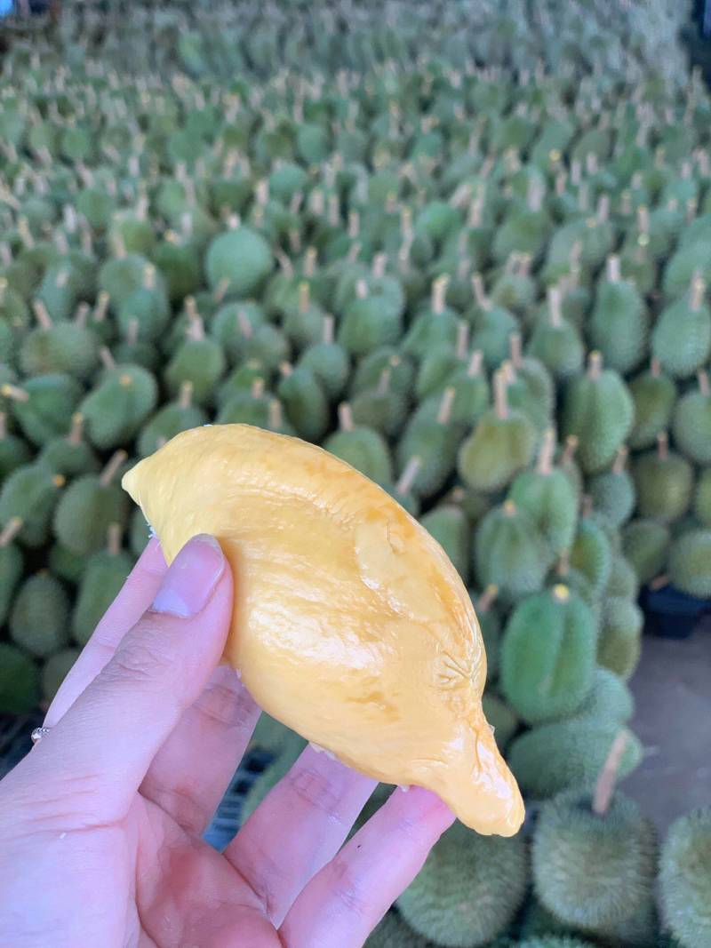 泰国猫山托曼尼榴莲果肉金黄色且甜A级果发货