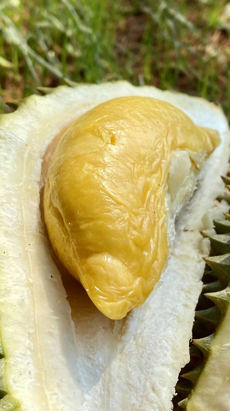 泰国猫山托曼尼榴莲果肉金黄色且甜A级果发货