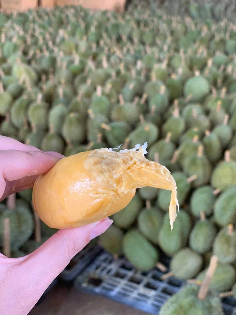 泰国猫山托曼尼榴莲果肉金黄色且甜A级果发货