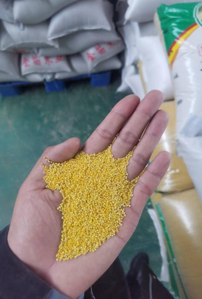 新小米，新米，黄小米，好吃的小米品种，工厂自营强供货能力