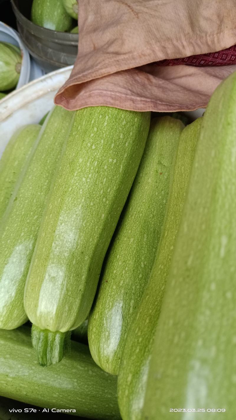 云南西葫芦大量有货产地直发支持各种规格