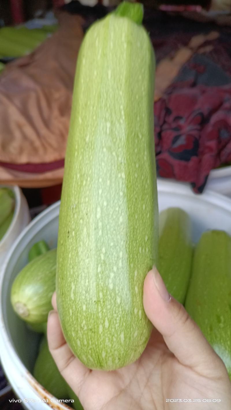 云南西葫芦大量有货产地直发支持各种规格