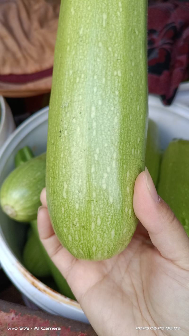 云南西葫芦大量有货产地直发支持各种规格