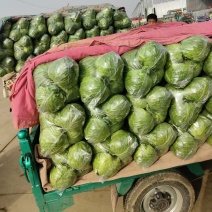 精品甘蓝大量上市需要的老板联系