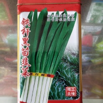 铁杆黑苗韭菜韭菜种子250g短休眠期白根韭菜种籽