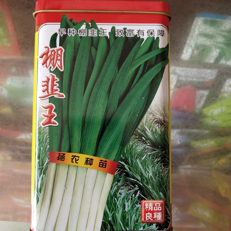 铁杆黑苗韭菜韭菜种子250g短休眠期白根韭菜种籽