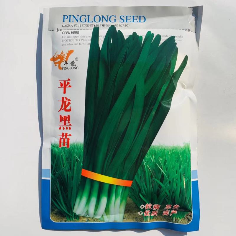 铁杆黑苗韭菜韭菜种子250g短休眠期白根韭菜种籽