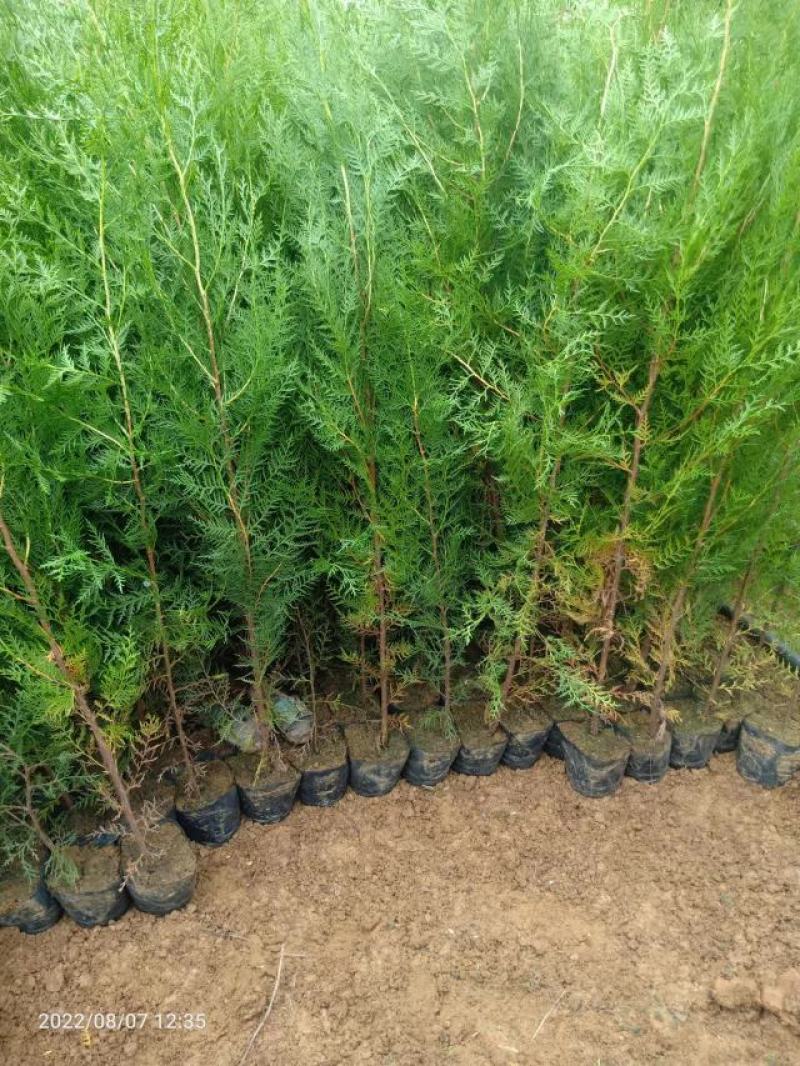 侧柏苗扁柏苗小袋苗中袋苗裸根苗大小规格都有