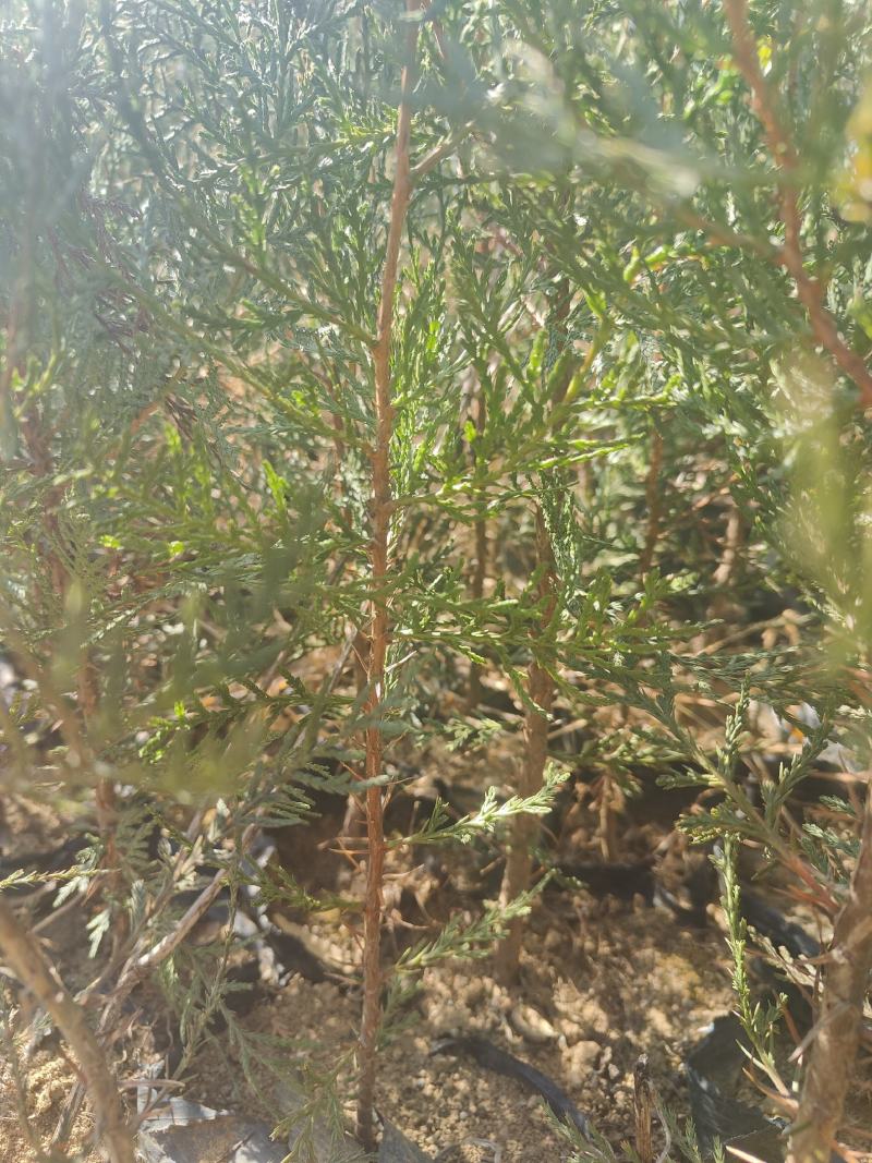侧柏苗扁柏苗小袋苗中袋苗裸根苗大小规格都有