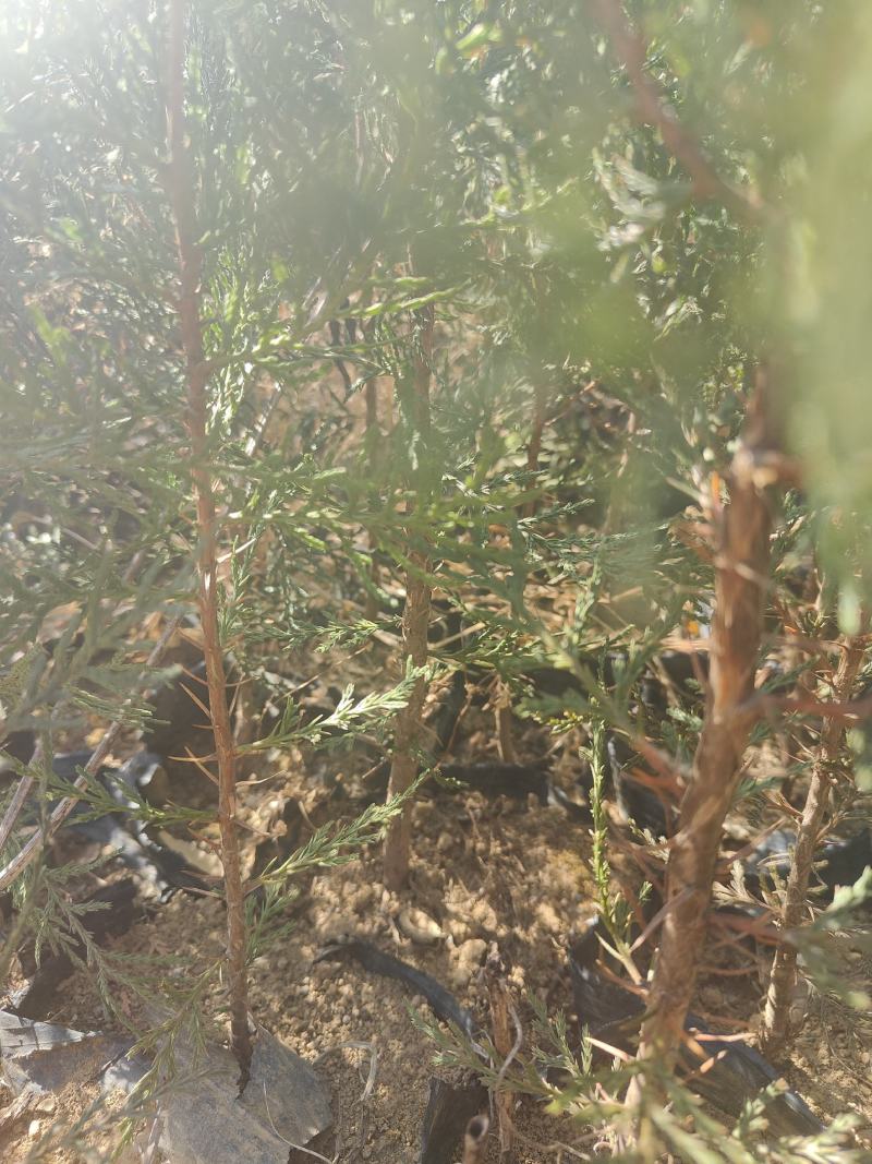侧柏苗扁柏苗小袋苗中袋苗裸根苗大小规格都有