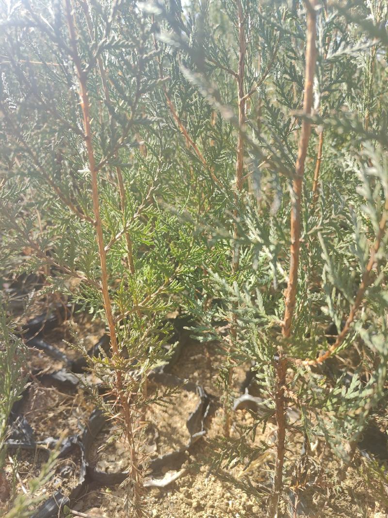 侧柏苗扁柏苗小袋苗中袋苗裸根苗大小规格都有