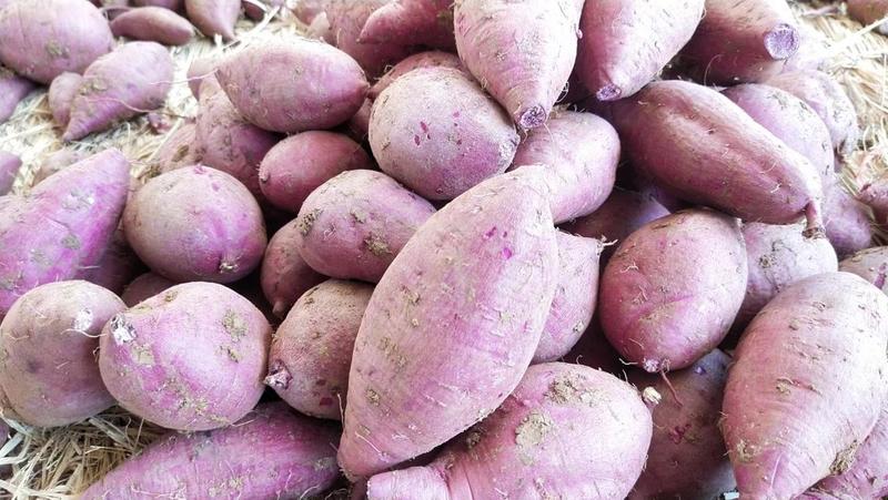 原产地精品紫薯西瓜红实价供应无虫眼无裂口市场货电商货