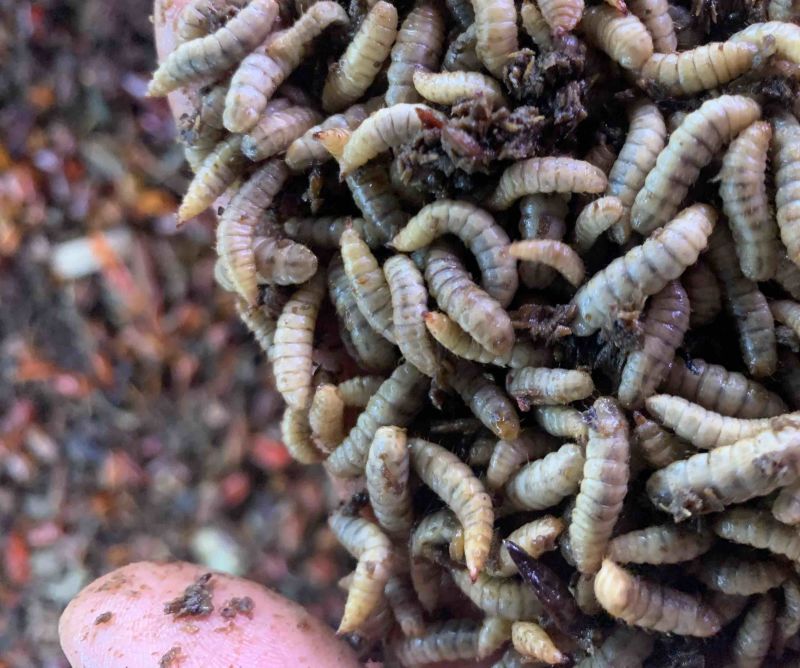 黑水虻鲜虫