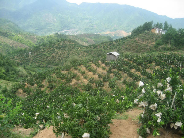 凉山州脐橙果园实景图