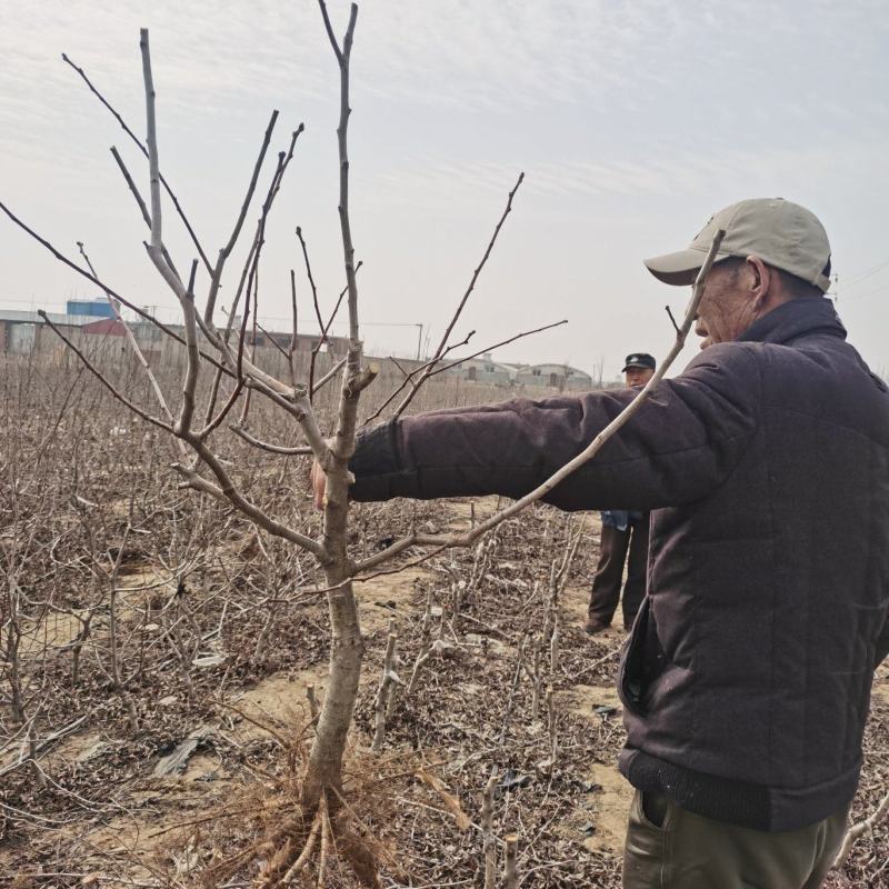 山楂盆景双色山楂盆栽，红色和黄色于一体的山楂树苗