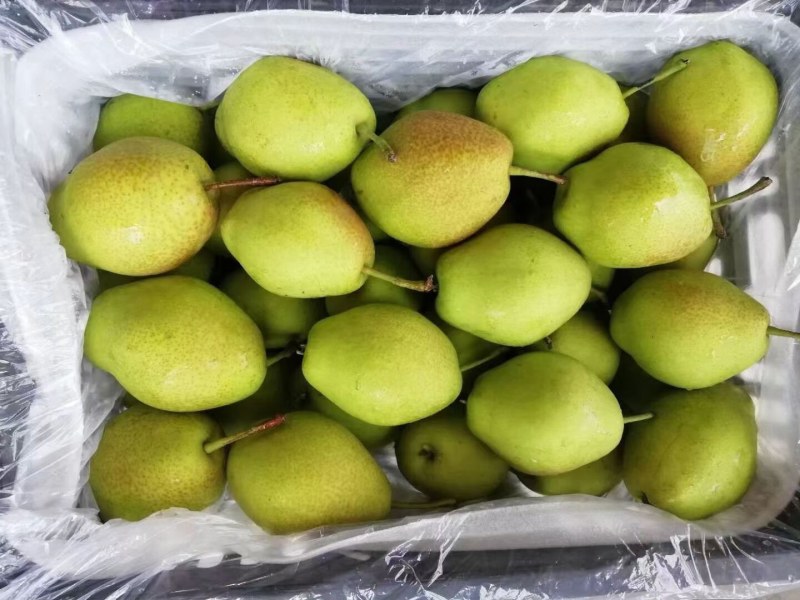 红香酥口感脆甜含糖量高购货源充足欲购从速