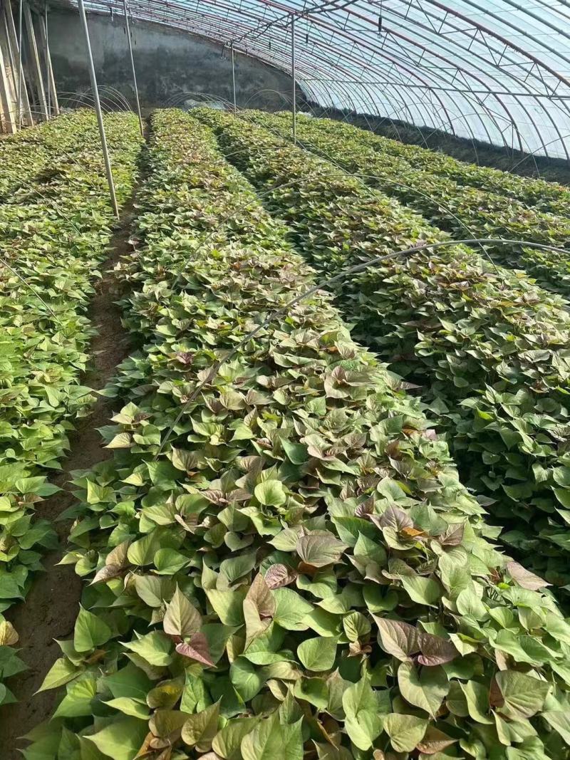 西瓜红红薯苗西瓜红苗红薯苗蜜薯苗龙薯九号红薯苗