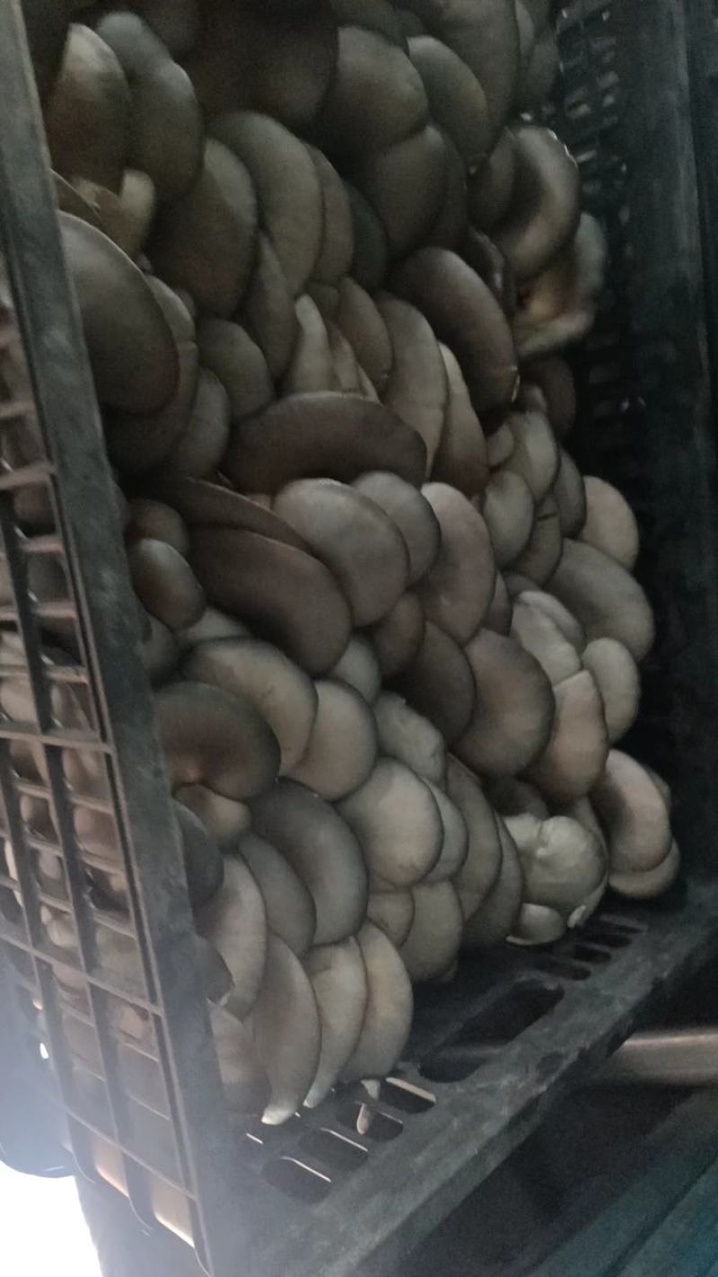 鲜平菇