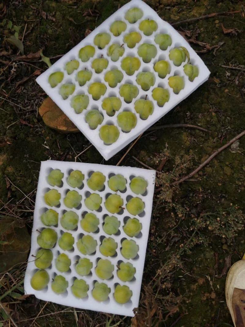 贵州独有的蜂糖李，皮薄肉厚，饱满多汁，甜的像蜂蜜一样