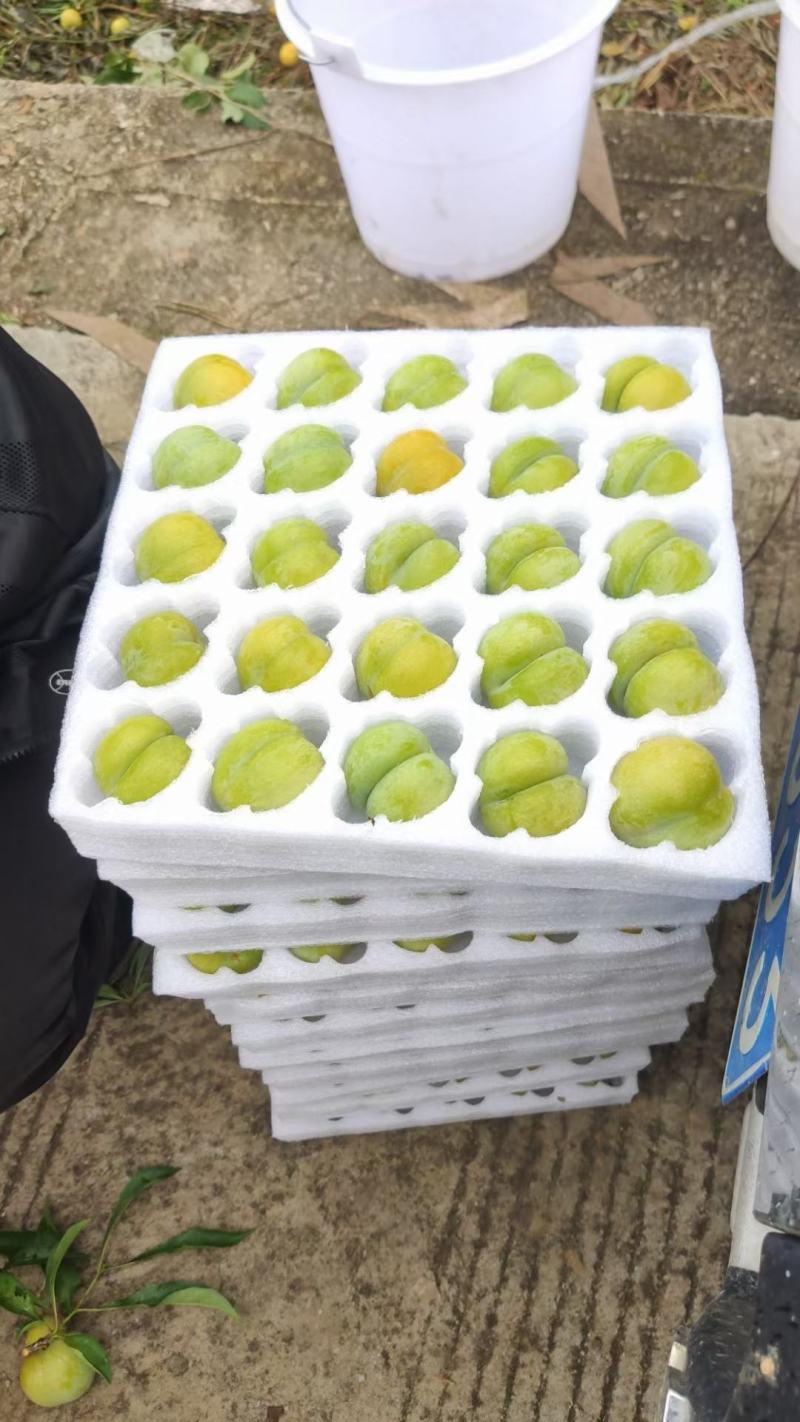 贵州独有的蜂糖李，皮薄肉厚，饱满多汁，甜的像蜂蜜一样