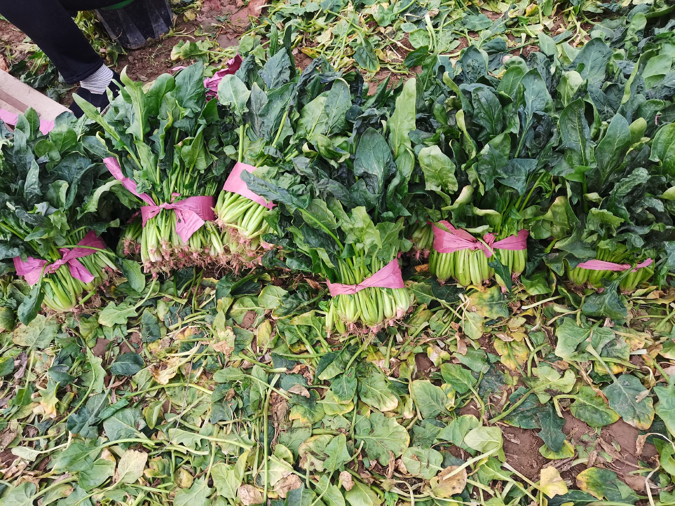 菠菜与地瓜食材展示