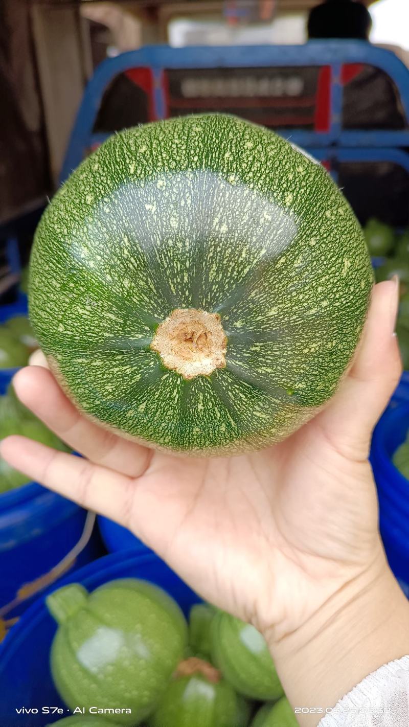 精品鲜嫩小南瓜大量上市中可整车拼车欢迎新老客户咨询